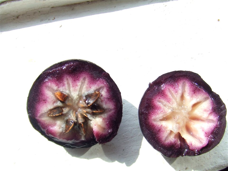 Caimito picado
Chrysophyllum cainito cut in half