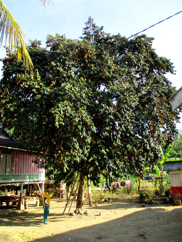 Star apple tree (Chrysophyllum cainito) in a house yard in Wacu Laea village, northeastern Buton Island, Southeast Sulawesi, Indonesia