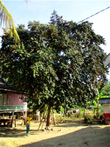 Star apple tree (Chrysophyllum cainito) in a house yard in Wacu Laea village, northeastern Buton Island, Southeast Sulawesi, Indonesia