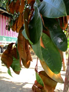 Leaves of a star apple tree (Chrysophyllum cainito) in Wacu Laea village, northeastern Buton Island, Southeast Sulawesi, Indonesia
