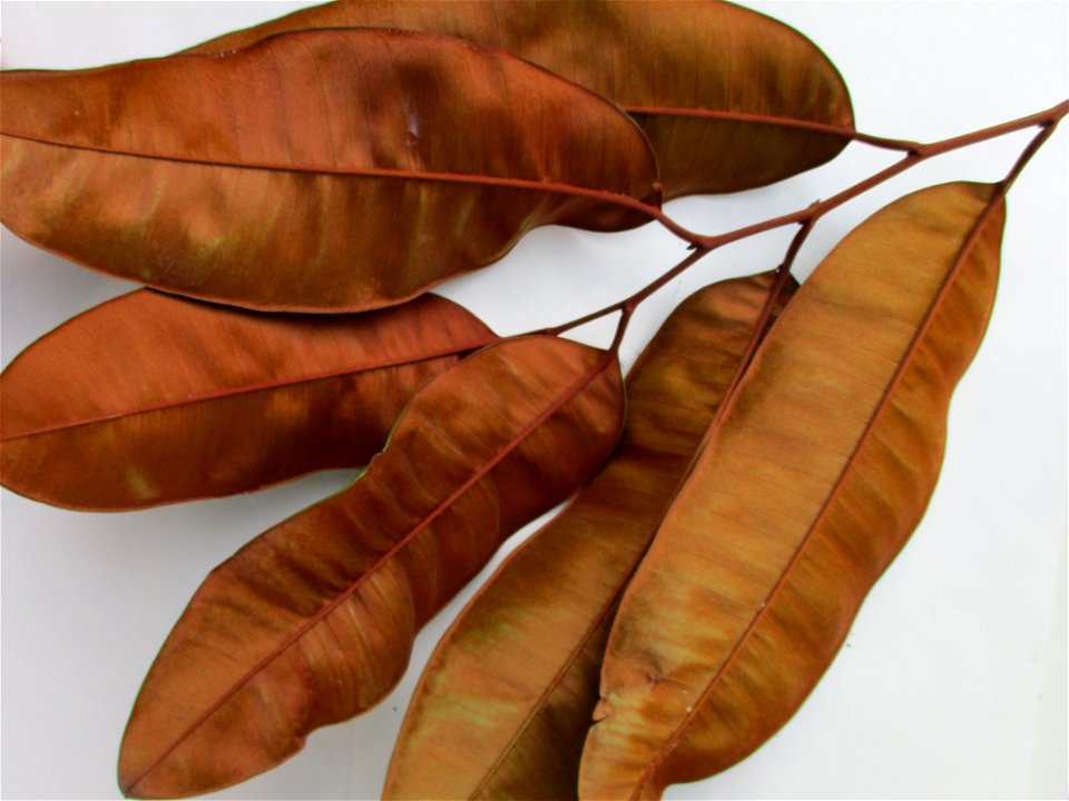 The coppery-colored undersides of the leaves of a star apple tree (Chrysophyllum cainito) in Wacu Laea village, northeastern Buton Island, Southeast Sulawesi, Indonesia