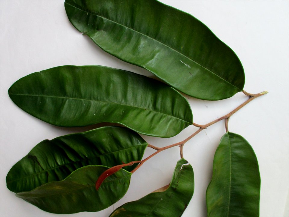 Leaves of a star apple tree (Chrysophyllum cainito) in Wacu Laea village, northeastern Buton Island, Southeast Sulawesi, Indonesia. Seen here are the topsides of the leaves.