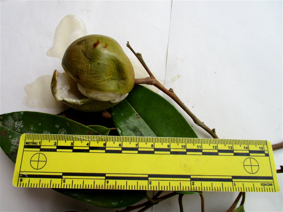Fruit of a star apple tree (Chrysophyllum cainito) with ruler, taken in Wacu Laea village, northeastern Buton Island, Southeast Sulawesi, Indonesia