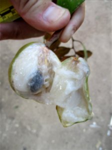 Opened fruit of a star apple tree (Chrysophyllum cainito). Photograph taken in Wacu Laea village, northeastern Buton Island, Southeast Sulawesi, Indonesia