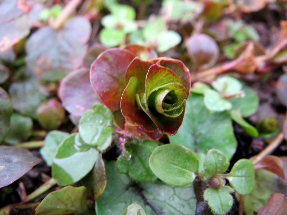 Pfennigkraut (Lysimachia nummularia) am Staden in Saarbrücken
