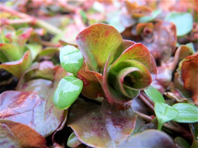 Pfennigkraut (Lysimachia nummularia) am Staden in Saarbrücken