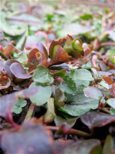 Pfennigkraut (Lysimachia nummularia) am Staden in Saarbrücken
