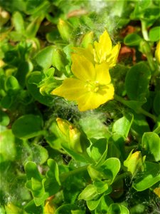 Pfennigkraut (Lysimachia nummularia) im Naturschutzgebiet „St. Arnualer Wiesen“ photo