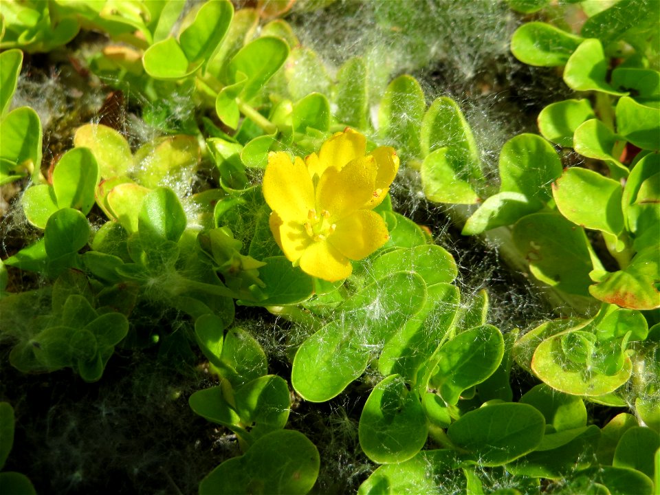 Pfennigkraut (Lysimachia nummularia) im Naturschutzgebiet „St. Arnualer Wiesen“