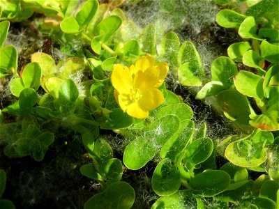 Pfennigkraut (Lysimachia nummularia) im Naturschutzgebiet „St. Arnualer Wiesen“ photo