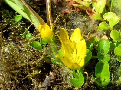 Pfennigkraut (Lysimachia nummularia) im Naturschutzgebiet „St. Arnualer Wiesen“