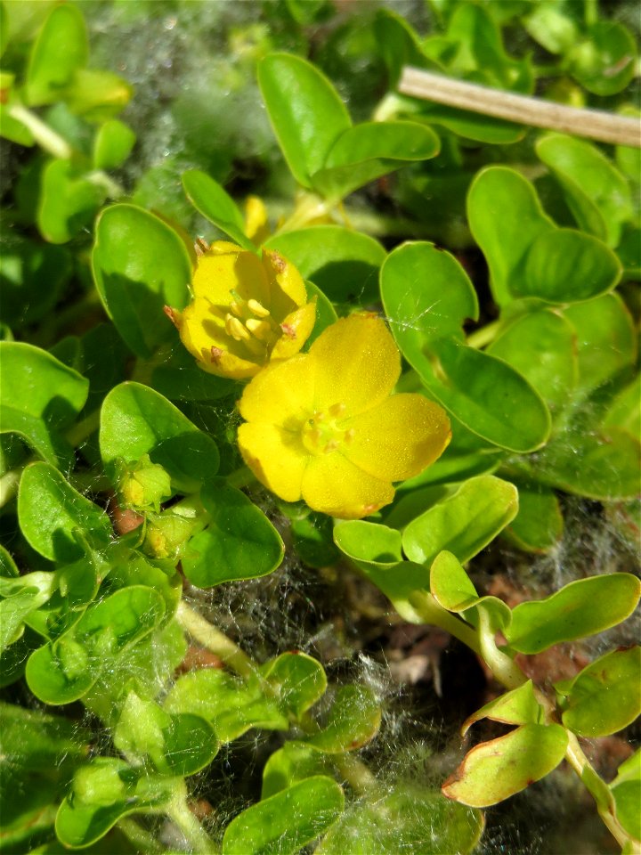 Pfennigkraut (Lysimachia nummularia) im Naturschutzgebiet „St. Arnualer Wiesen“