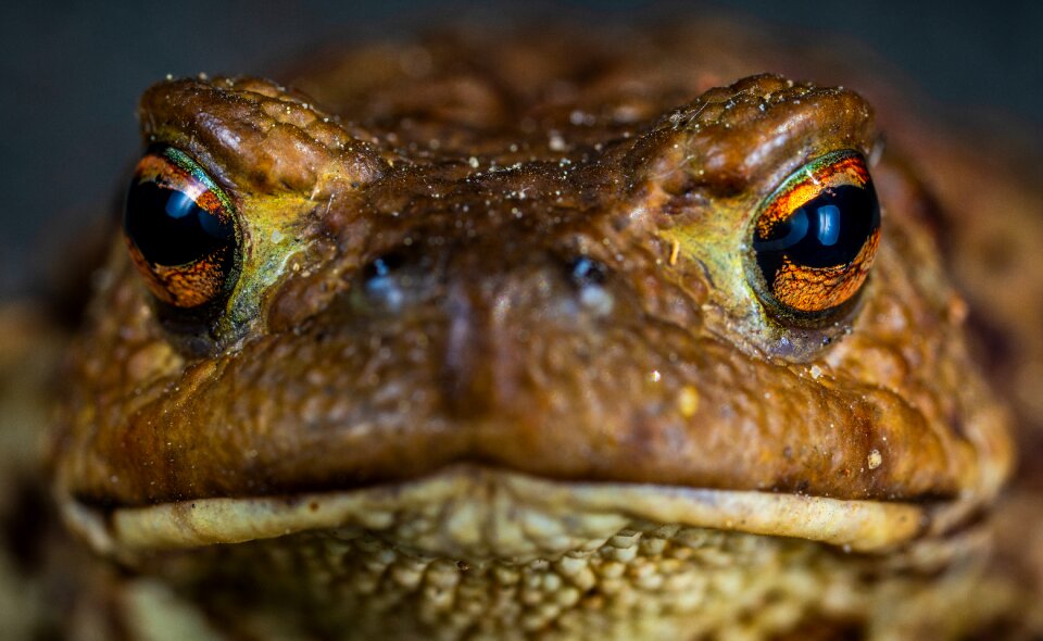Toad amphibian Free photos
