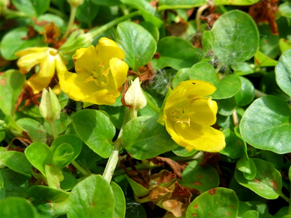 Pfennigkraut (Lysimachia nummularia) im Naturschutzgebiet „St. Arnualer Wiesen“