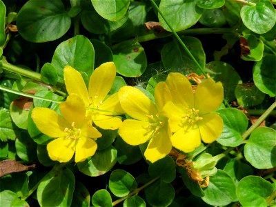 Pfennigkraut (Lysimachia nummularia) im Naturschutzgebiet „St. Arnualer Wiesen“ photo