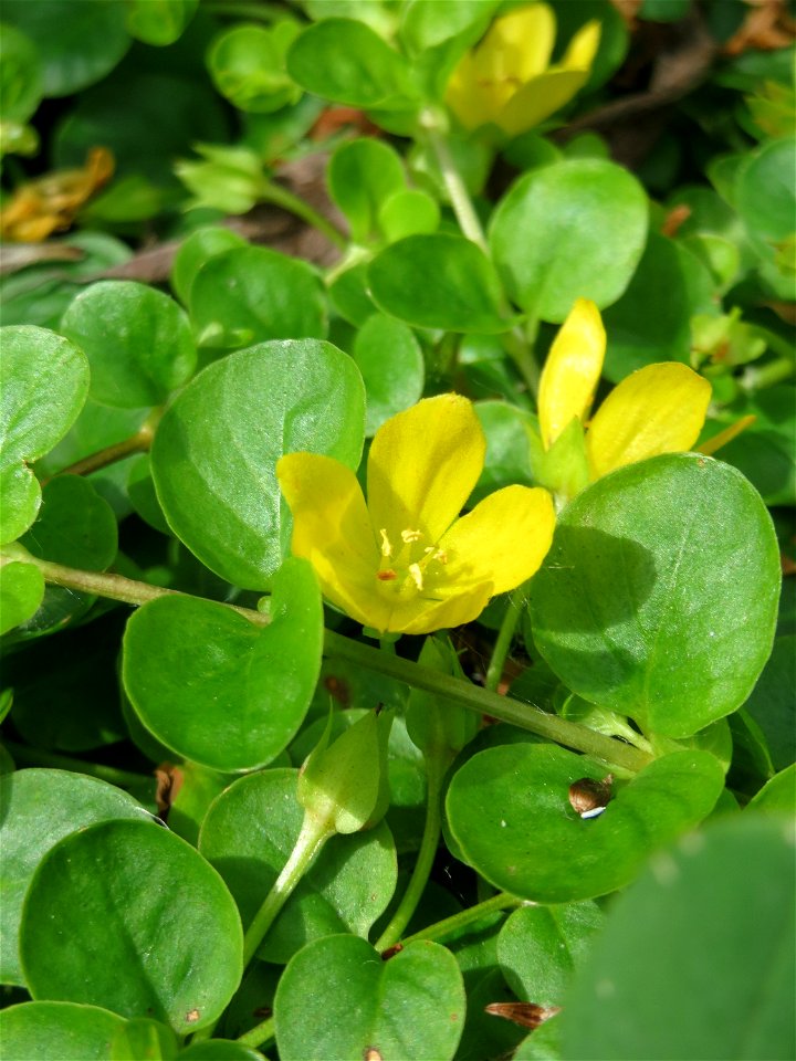 Pfennigkraut (Lysimachia nummularia) im Naturschutzgebiet „St. Arnualer Wiesen“