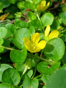 Pfennigkraut (Lysimachia nummularia) im Naturschutzgebiet „St. Arnualer Wiesen“ photo