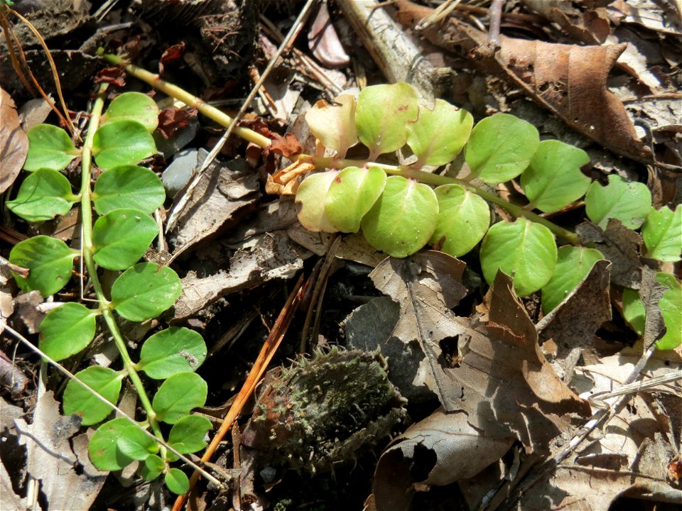 Pfennigkraut (Lysimachia nummularia) in der Schwetzinger Hardt