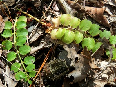 Pfennigkraut (Lysimachia nummularia) in der Schwetzinger Hardt photo