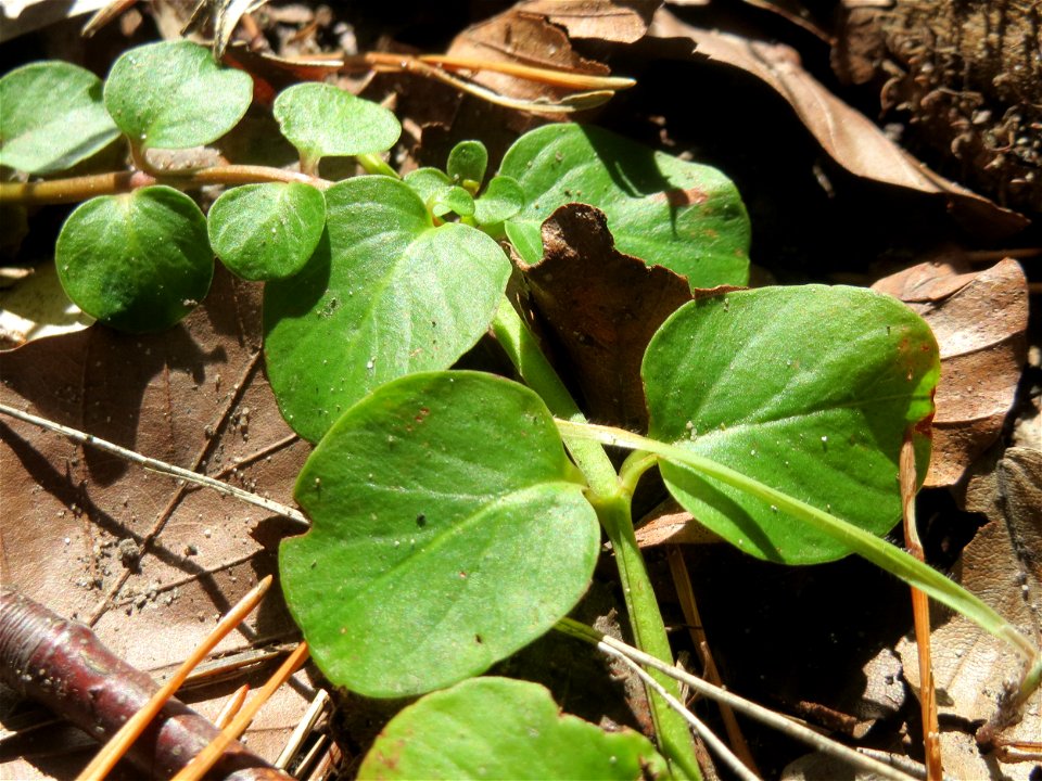 Pfennigkraut (Lysimachia nummularia) in der Schwetzinger Hardt