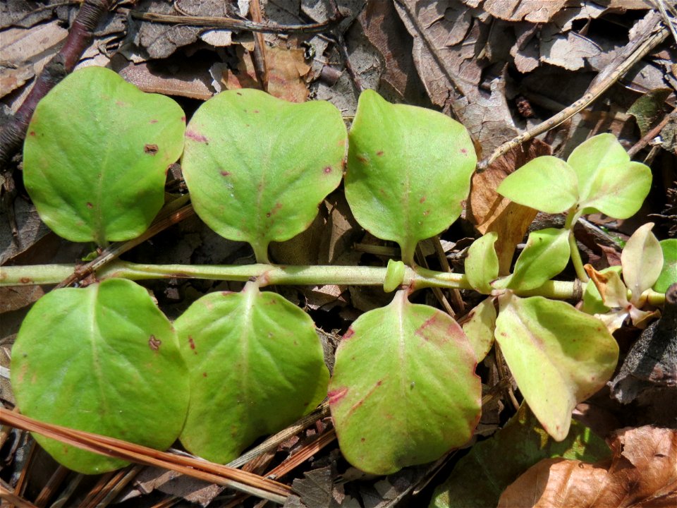 Pfennigkraut (Lysimachia nummularia) in der Schwetzinger Hardt