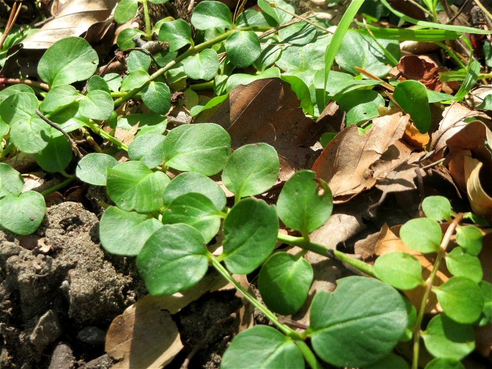 Grundblätter vom Pfennigkraut (Lysimachia nummularia) in der Schwetzinger Hardt