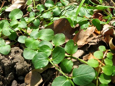 Grundblätter vom Pfennigkraut (Lysimachia nummularia) in der Schwetzinger Hardt