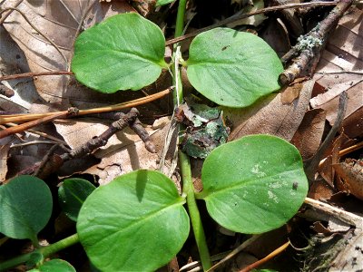 Grundblätter vom Pfennigkraut (Lysimachia nummularia) in der Schwetzinger Hardt