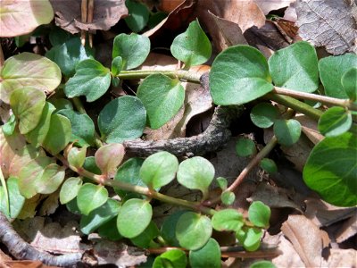 Grundblätter vom Pfennigkraut (Lysimachia nummularia) in der Schwetzinger Hardt