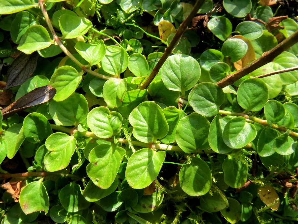 Pfennigkraut (Lysimachia nummularia) im Naturschutzgebiet „St. Arnualer Wiesen“