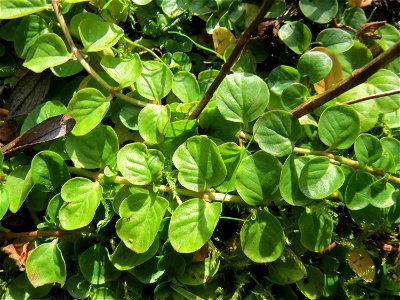 Pfennigkraut (Lysimachia nummularia) im Naturschutzgebiet „St. Arnualer Wiesen“ photo