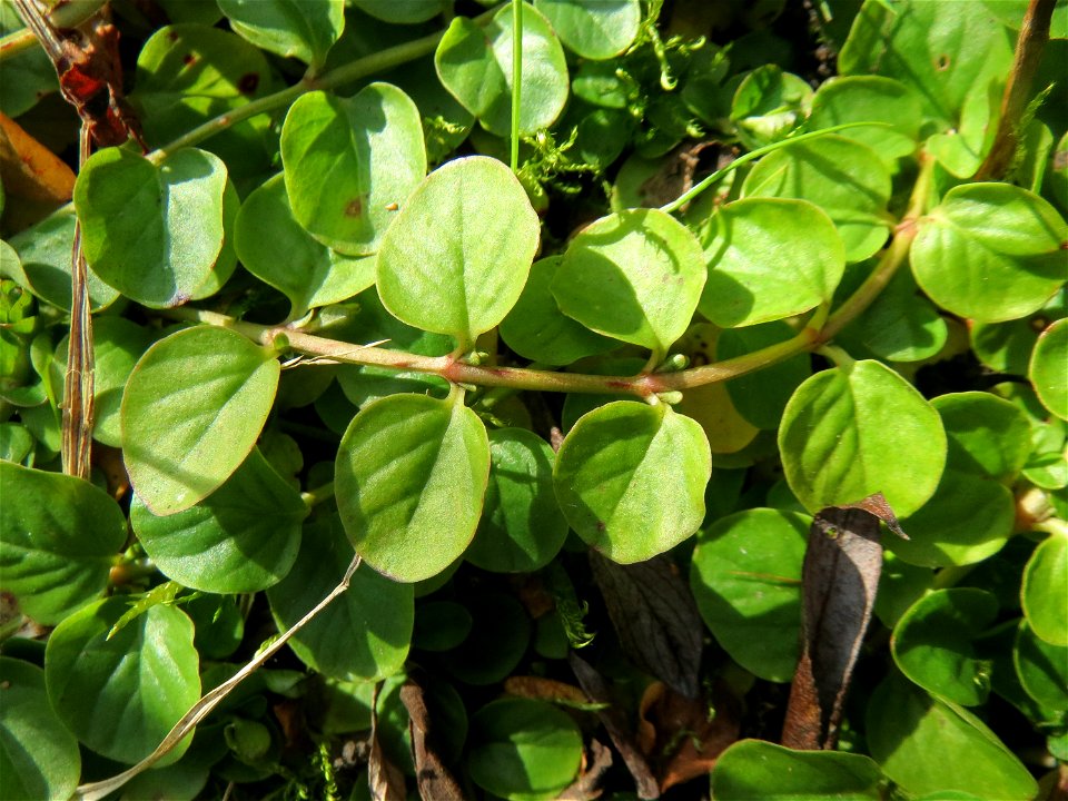 Pfennigkraut (Lysimachia nummularia) im Naturschutzgebiet „St. Arnualer Wiesen“
