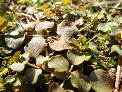 Pfennigkraut (Lysimachia nummularia) an der A620 in Alt-Saarbrücken