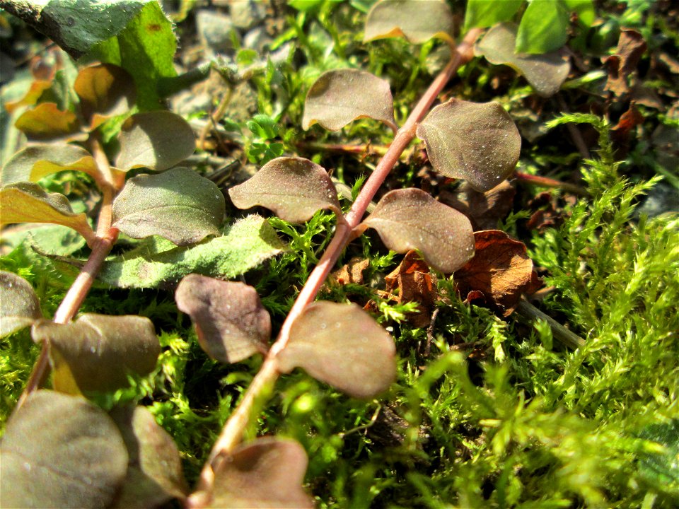 Pfennigkraut (Lysimachia nummularia) an der A620 in Alt-Saarbrücken