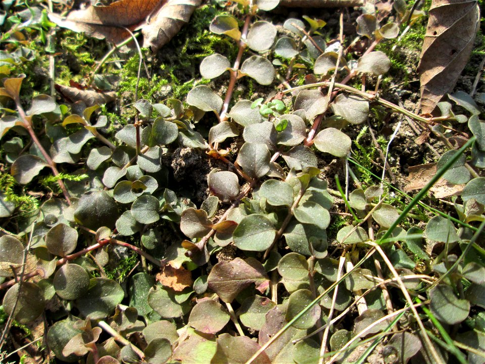 Pfennigkraut (Lysimachia nummularia) an der A620 in Alt-Saarbrücken