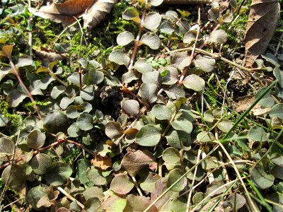 Pfennigkraut (Lysimachia nummularia) an der A620 in Alt-Saarbrücken