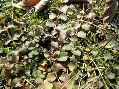 Pfennigkraut (Lysimachia nummularia) an der A620 in Alt-Saarbrücken photo