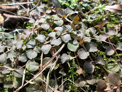 Pfennigkraut (Lysimachia nummularia) an der A620 in Alt-Saarbrücken