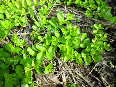 Pfennigkraut (Lysimachia nummularia) im Naturschutzgebiet „St. Arnualer Wiesen“ photo