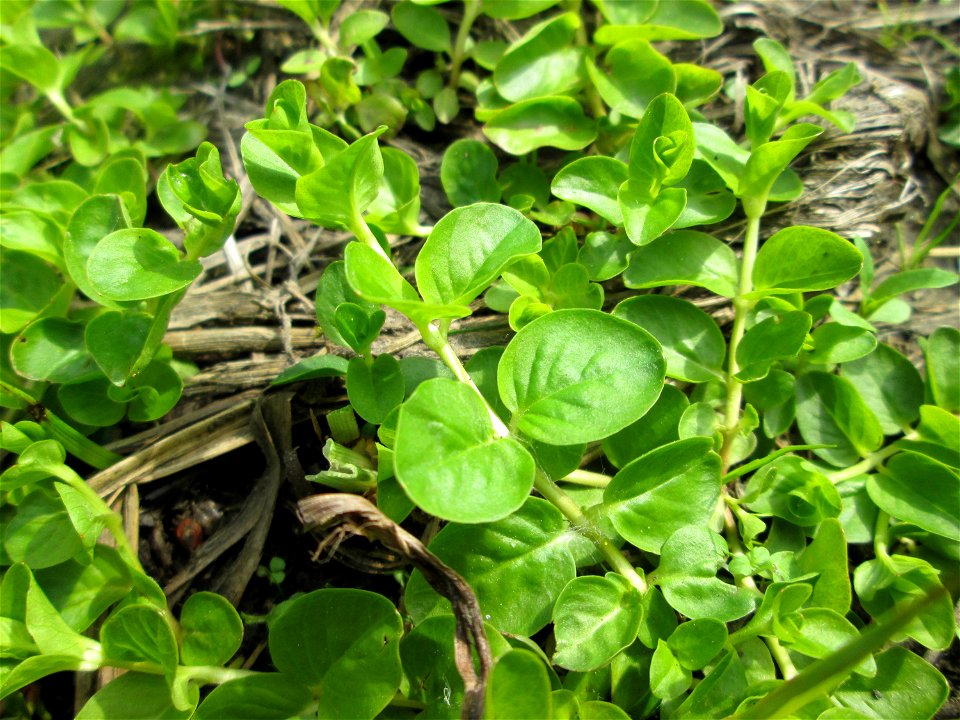 Pfennigkraut (Lysimachia nummularia) im Naturschutzgebiet „St. Arnualer Wiesen“