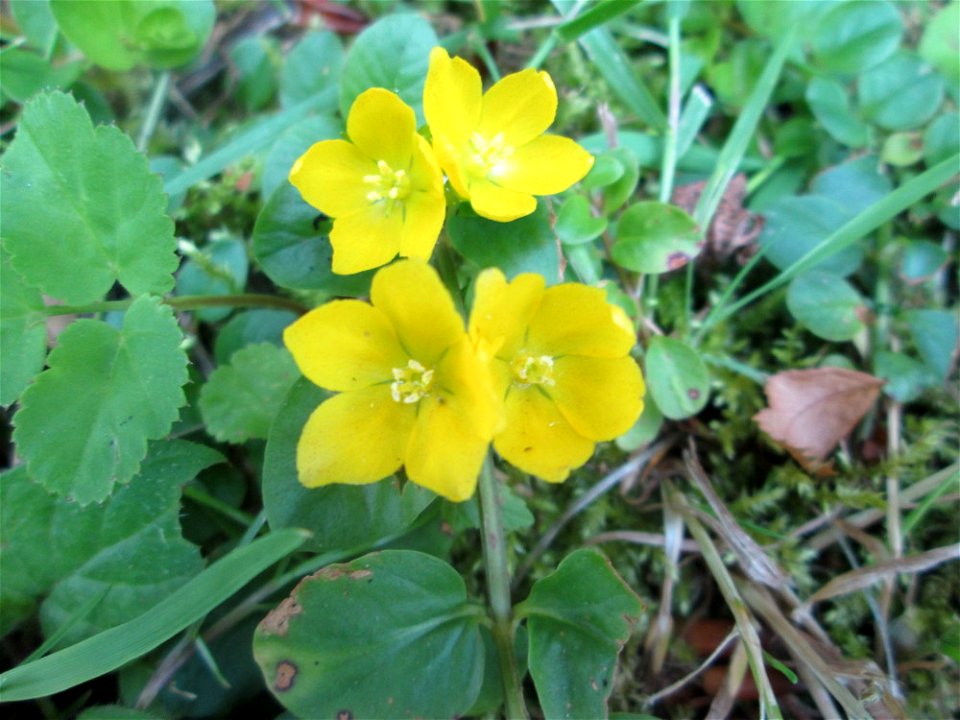 Pfennigkraut (Lysimachia nummularia) in Alt-Saarbrücken