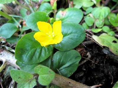 Pfennigkraut (Lysimachia nummularia) in Alt-Saarbrücken
