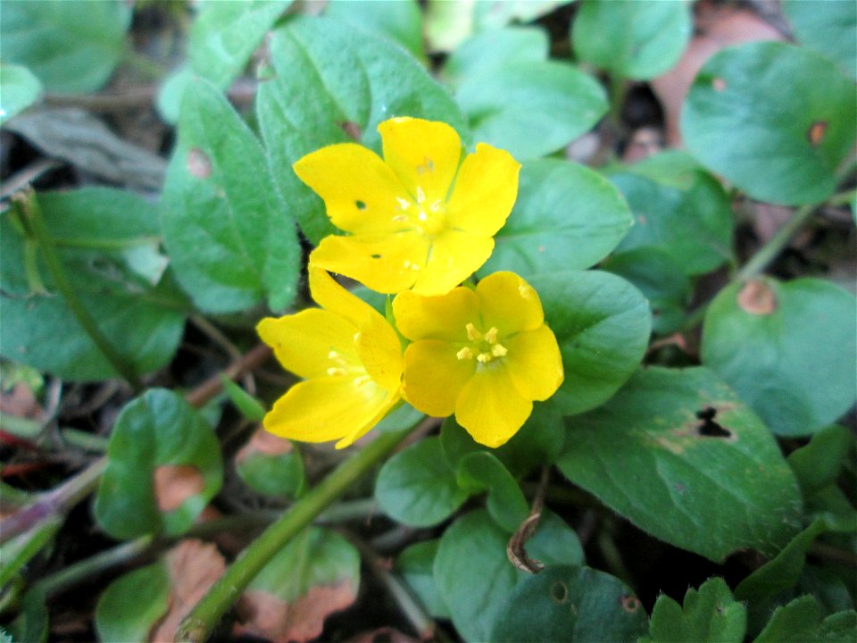 Pfennigkraut (Lysimachia nummularia) in Alt-Saarbrücken