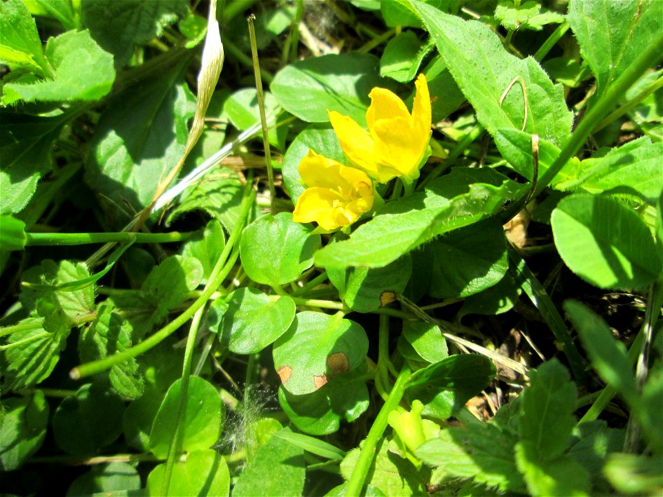 Pfennigkraut (Lysimachia nummularia) in Sankt Arnual