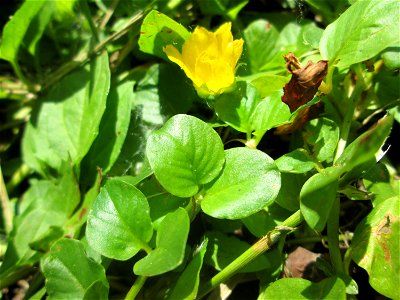 Pfennigkraut (Lysimachia nummularia) in Sankt Arnual photo