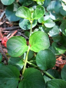 Pfennigkraut (Lysimachia nummularia) in der Schwetzinger Hardt