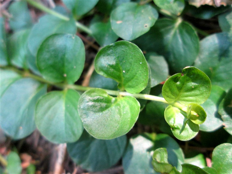 Pfennigkraut (Lysimachia nummularia) in der Schwetzinger Hardt