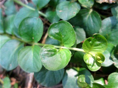 Pfennigkraut (Lysimachia nummularia) in der Schwetzinger Hardt