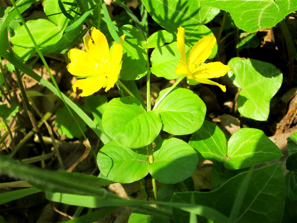 Pfennigkraut (Lysimachia nummularia) in der Schwetzinger Hardt