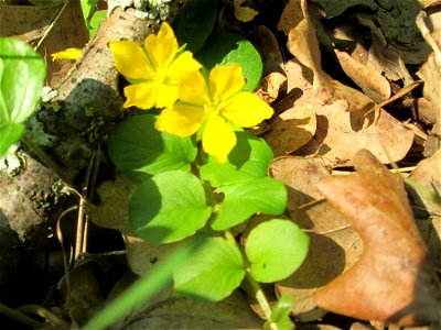 Pfennigkraut (Lysimachia nummularia) in der Schwetzinger Hardt